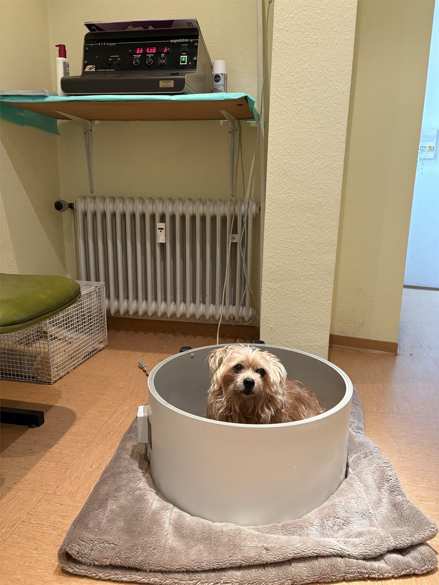 Complementary therapies for animals